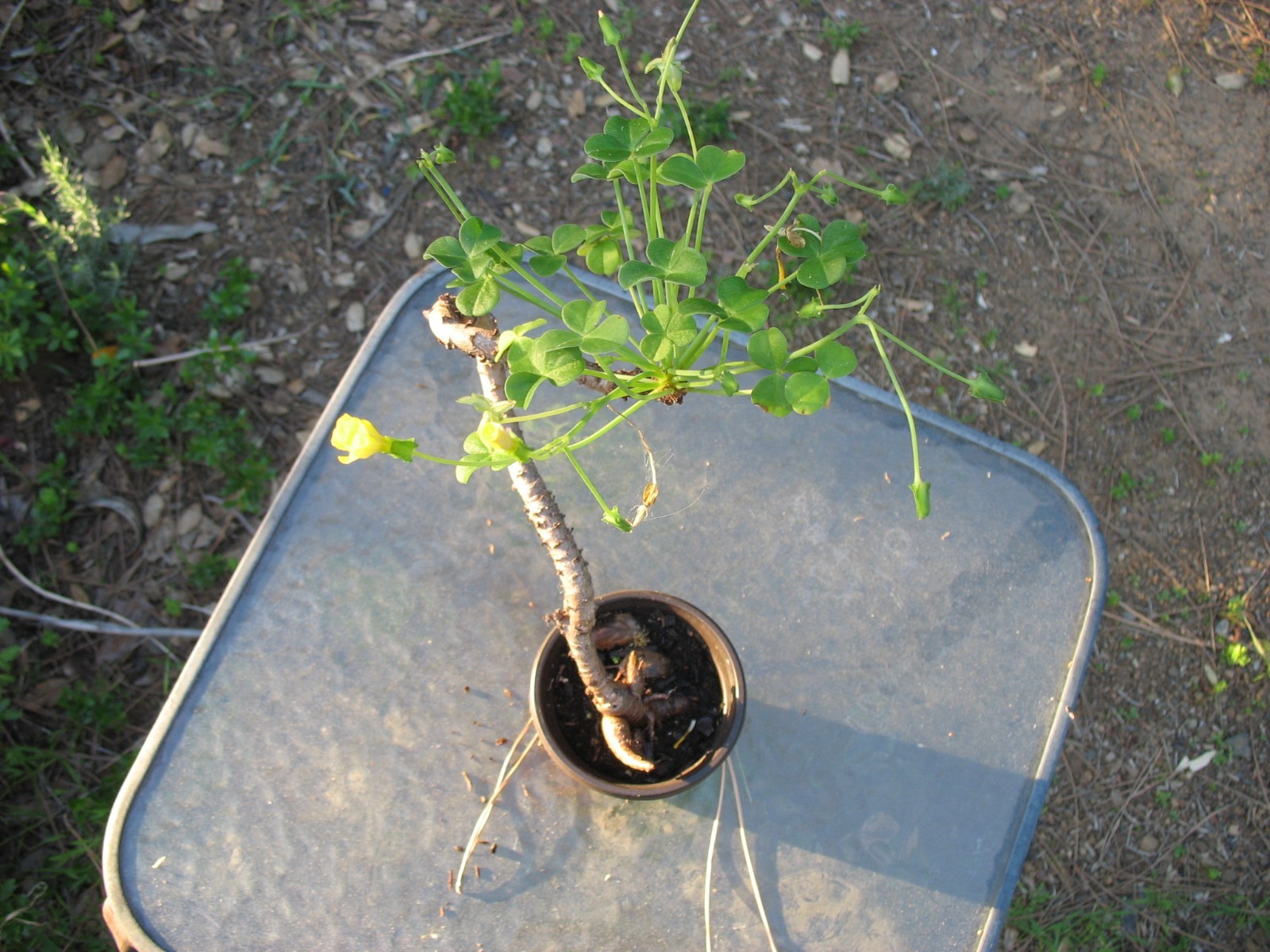 Bonsai Sorrel ~ Oxalis carnosa Caudex Caudiciform megalorrhiza 3.5″ pot #1