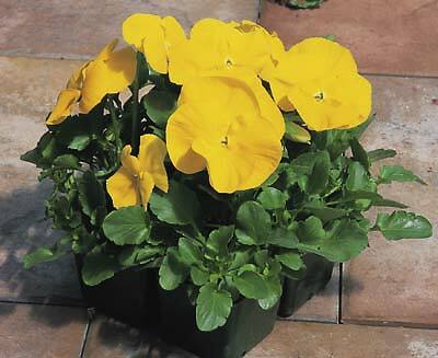 Pansy Magnum Yellow-Clear 250 seeds