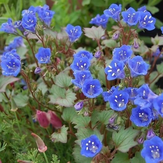 Wildflower Mix SINGIN’ THE BLUES Exclusive Blue Heirloom Non-GMO USA 500+ Seeds