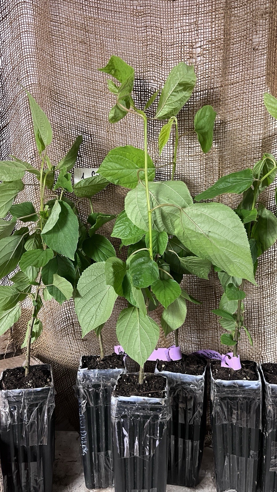 8-12″ tall Japanese Raisin Tree (Hovenia dulcis) plant