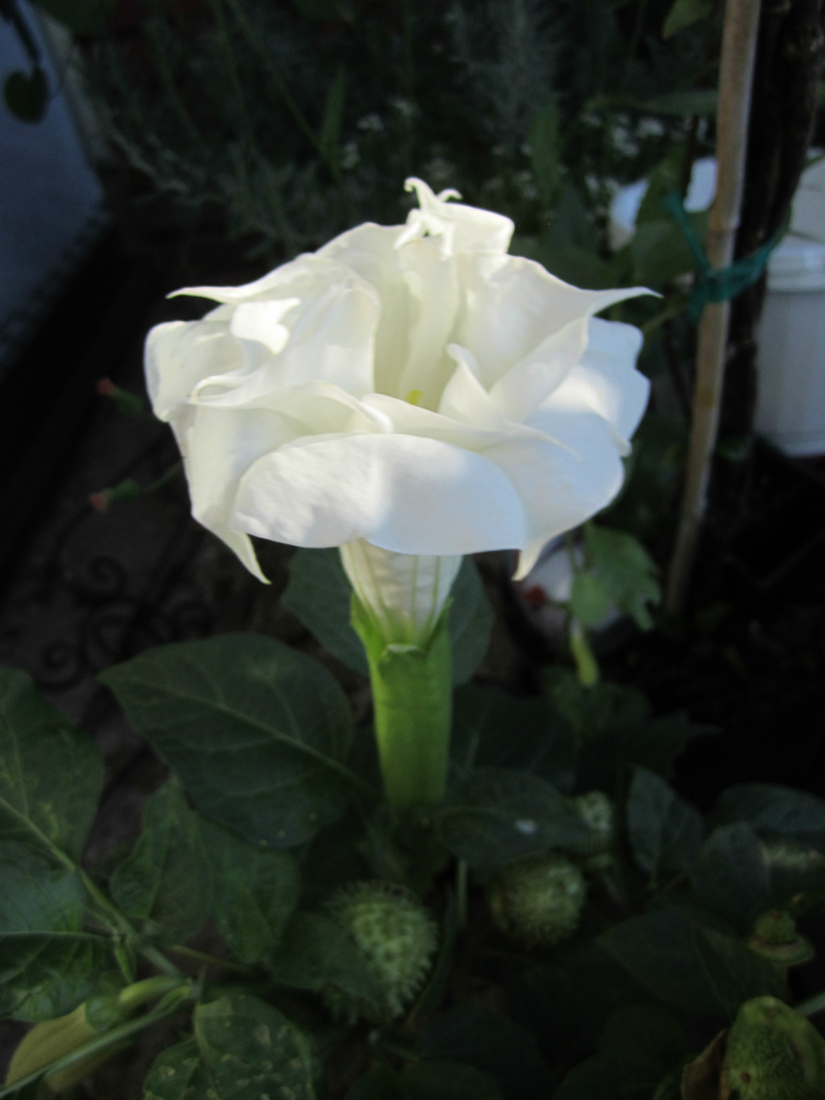 Double White Datura / Brugmansia Large Very Fragrant- Loved By Hummingbirds 15+