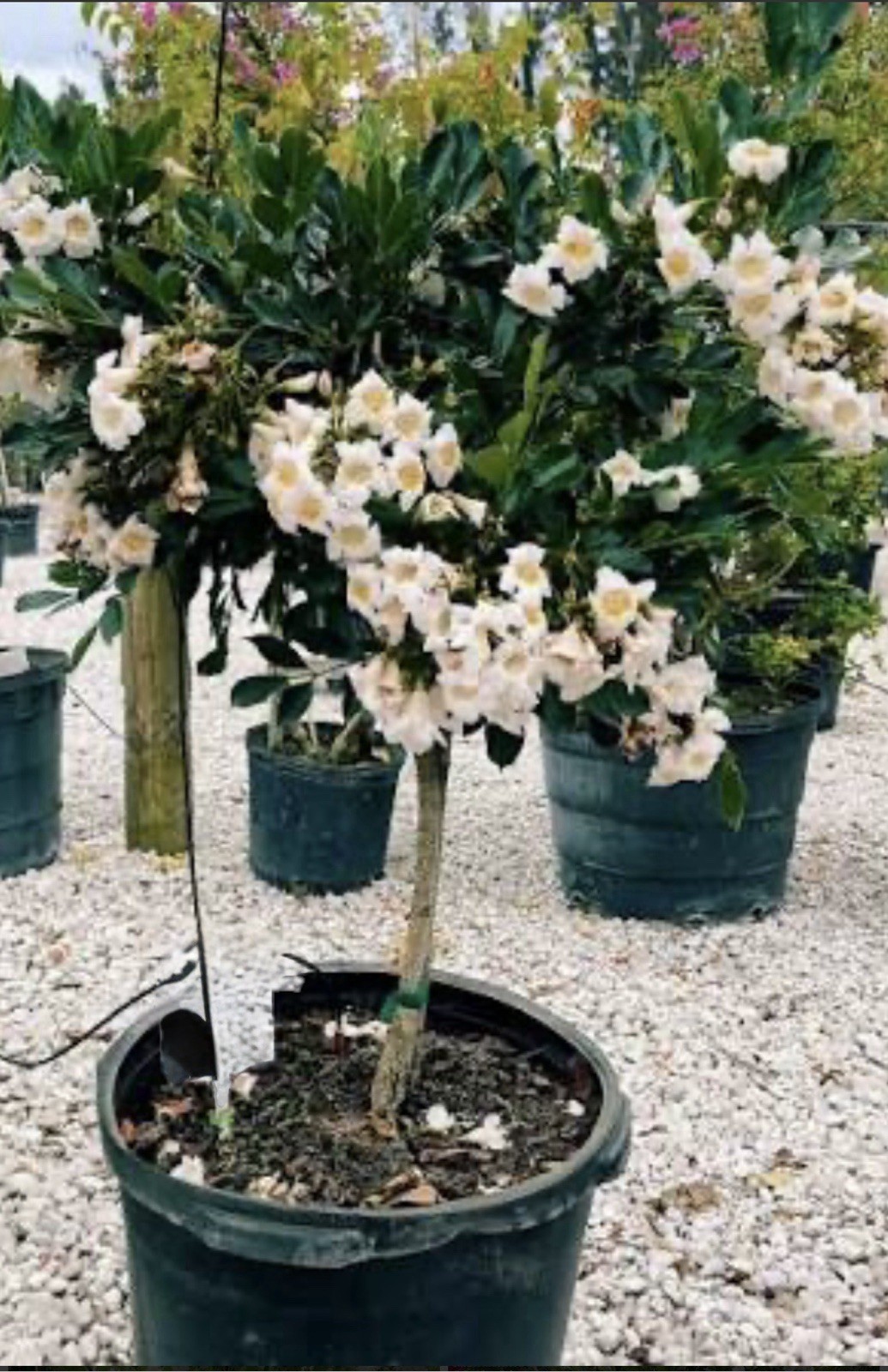 4″Pot of Dwarf Asian Tree Jasmine-RADEMACHERA KUNMING -AKA Dwarf Tree Jasmine