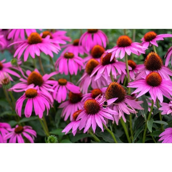 1000 PURPLE CONEFLOWER Echinacea Purpurea Heirloom Flower Herb Seeds
