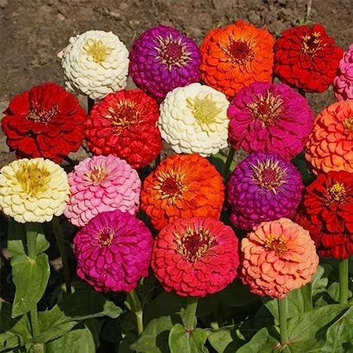 1000+ Crazy Blend Zinnia Seeds for Planting Zinnia Elegans Heirloom Open Normal