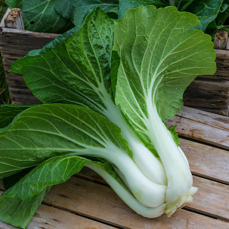 40,000+ Pak Choi Microgreen Seeds | Bok Choy Cabbage – Fresh Garden Seeds USA