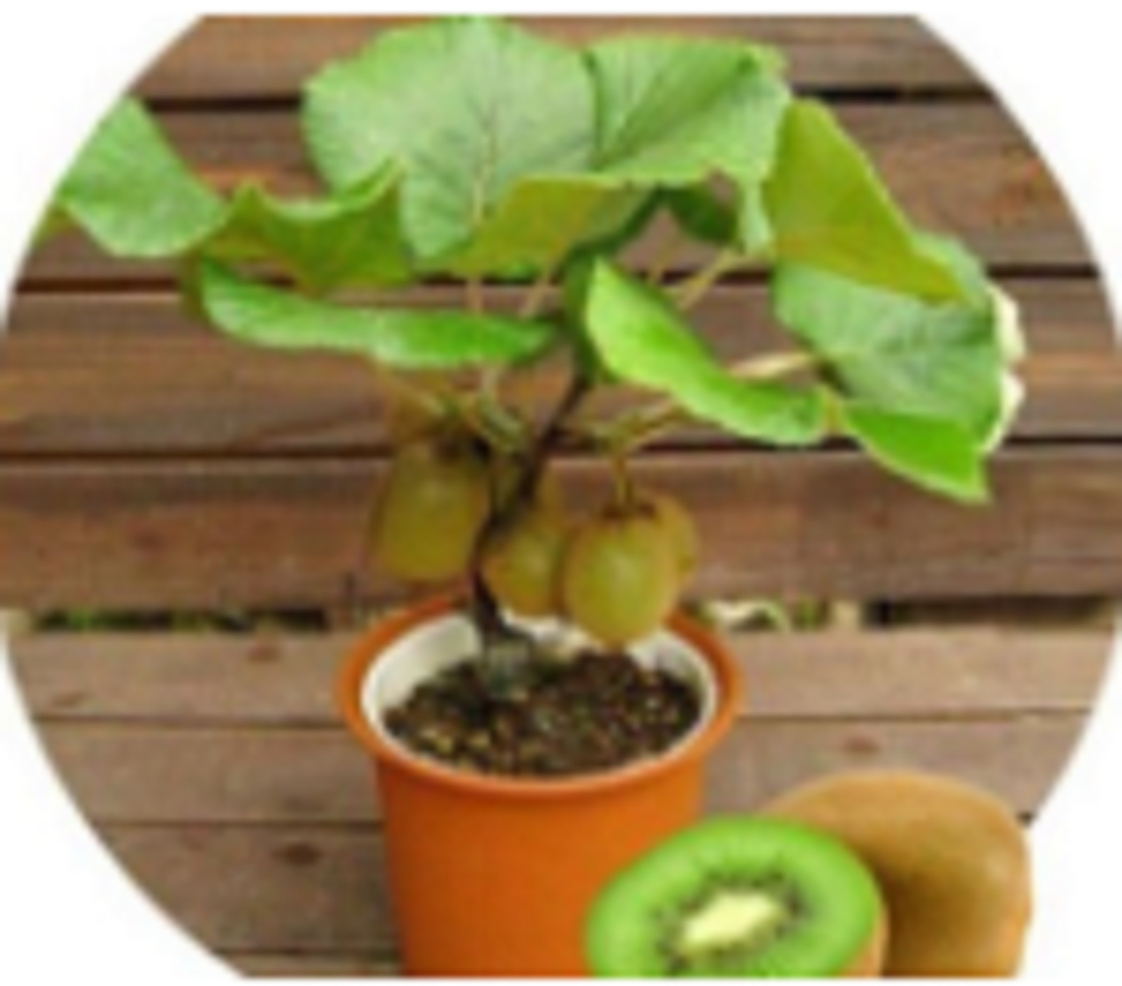 RARE DWARF KIWI Fruit plant Tree 25 + SEEDS – Combined Shipping ( USA seller )