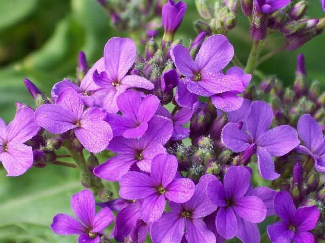 1500 DAMES ROCKET (Danask Violet) Hesperis Matronalis Dame’s Purple Flower Seeds