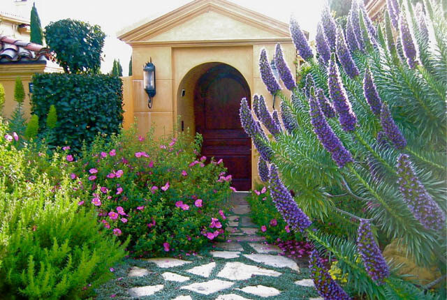 Echium Candicans 15 Seeds, Pride Of Madeira, Perennial Evergreen Shrub