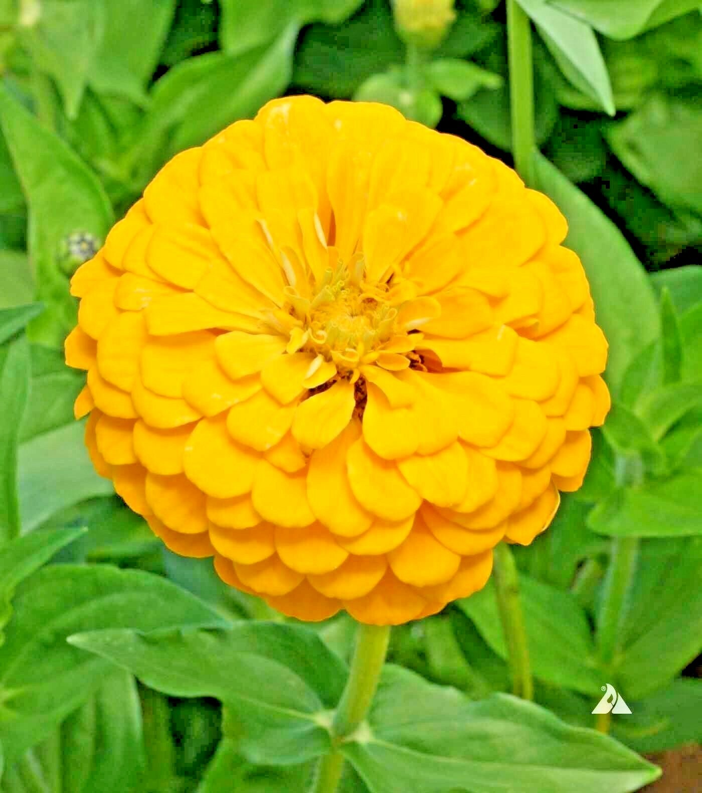 301+YELLOW ZINNIA Seeds Big Cut Flowers Summer Garden Flowering Annual Fast Easy