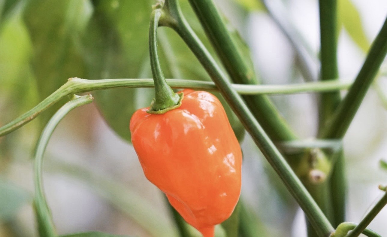 Popular!! 5 Habanero Orange Pepper Plants!! Ready To Ship!!
