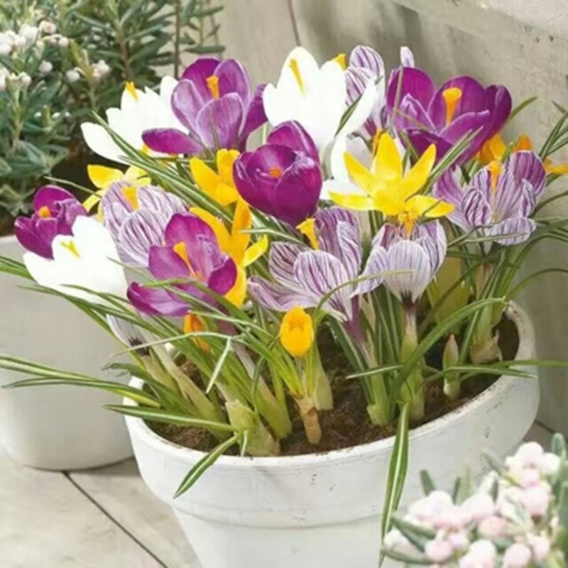 20 SEEDS Mixed Colors CROCUS fragrant flower exotic bush garden plant USA Seller