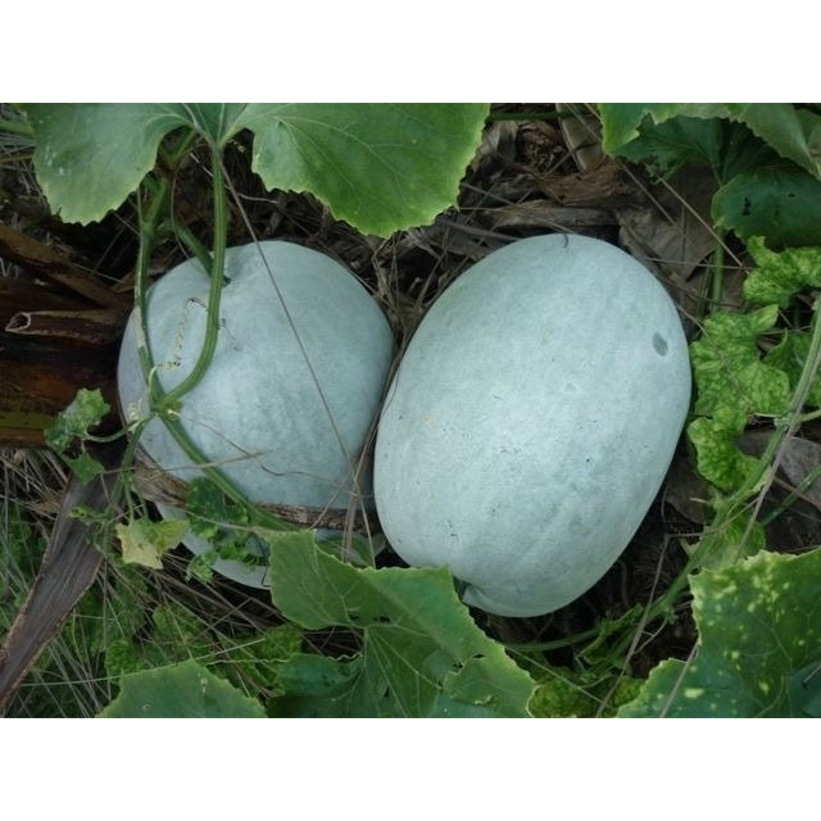 Winter Melon White Ash Wax Gourd Seeds Dong Gua Tallow Pumpkin Fuzzy