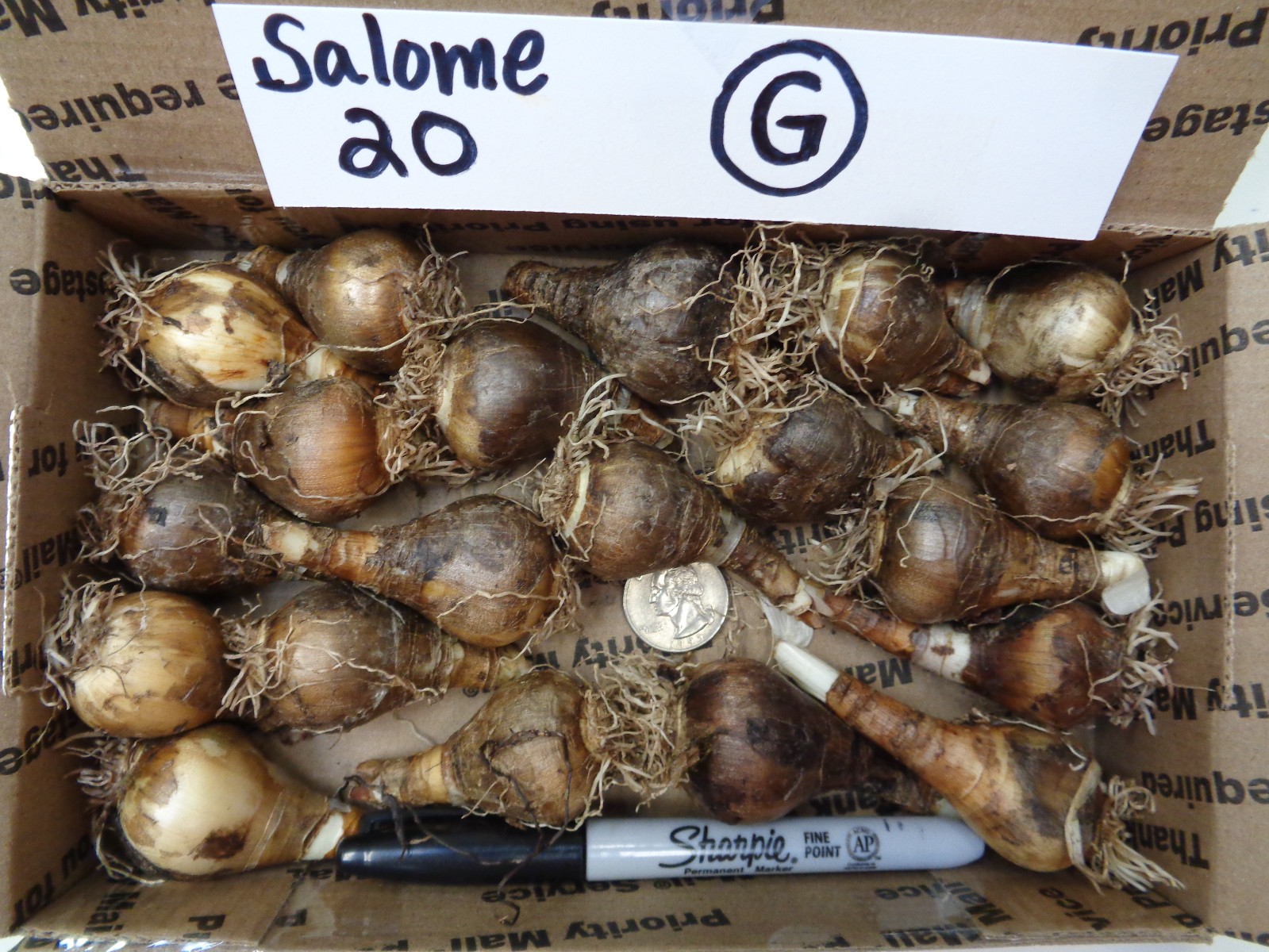 20 DAFFODIL BULBS ~ SALOME Pink White Narcissus Jonquils FromMyGarden*PlsREAD
