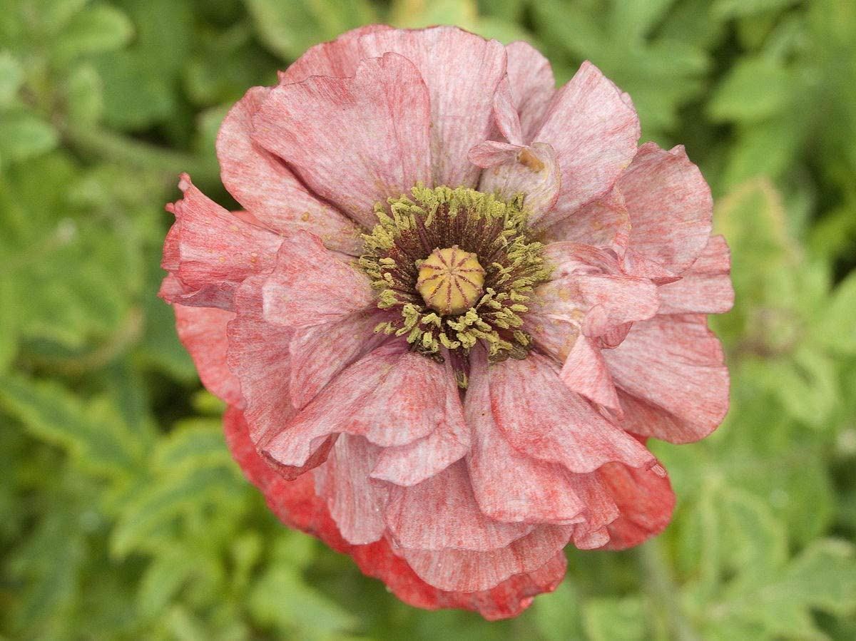 Poppy Flower Seeds, Shirley “COOL BEANS N SPROUTS” Brand.