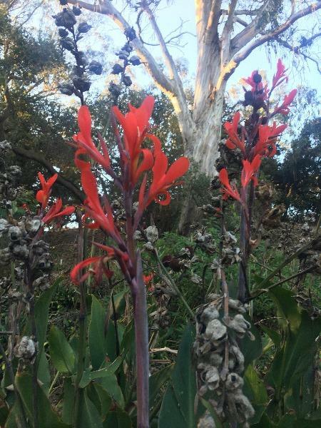 Canna indica | Red Canna Lily | Indian Shot | Edible Canna | 10 Seeds