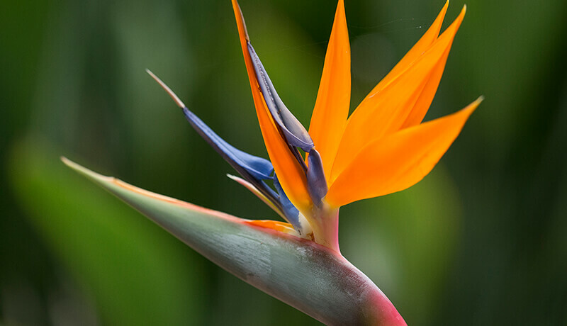 BIRD OF PARADISE LIVE PLANT