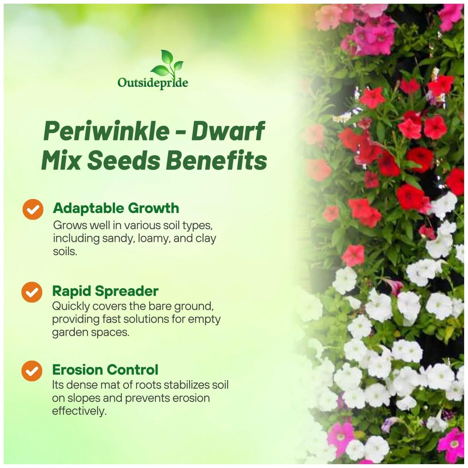 Mix Periwinkle Seeds for Planting – 2000 Pcs Annual, FastBlooming, Heat & Dro…