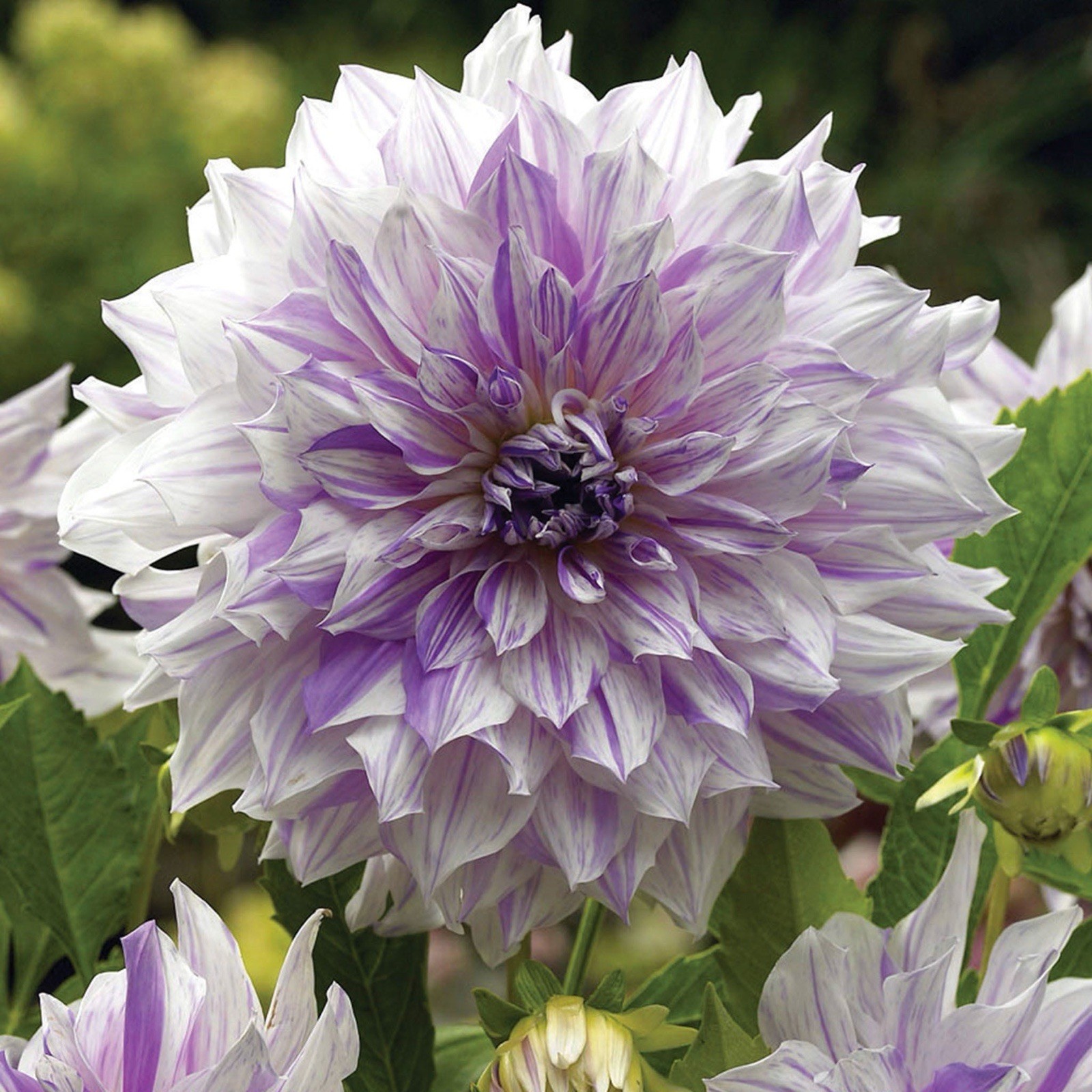 Mom Special Dinnerplate Dahlia 1 tubers