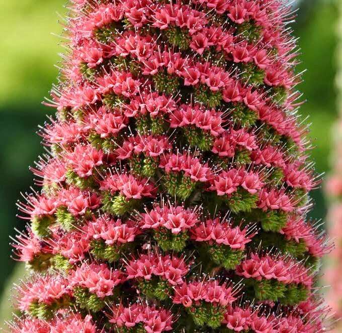 Tower of Jewels Flower Seeds ~ Echium Wildpretii ~ Snake Head ~ Unique ~ Rare ~