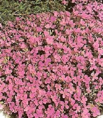 50+ Carmine Color Rock Cress Aubrieta Flower Seeds / Perennial