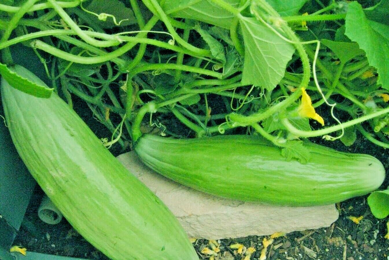30+BANANA MELON Seeds Heirloom Fruit Vine Summer Vegetable Garden Container Easy