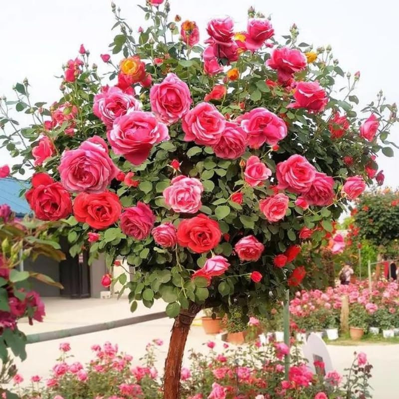 285PCS Mixed Tree Rose Seeds – Multi-Color Rose Tree Flowers for Planting – Hard