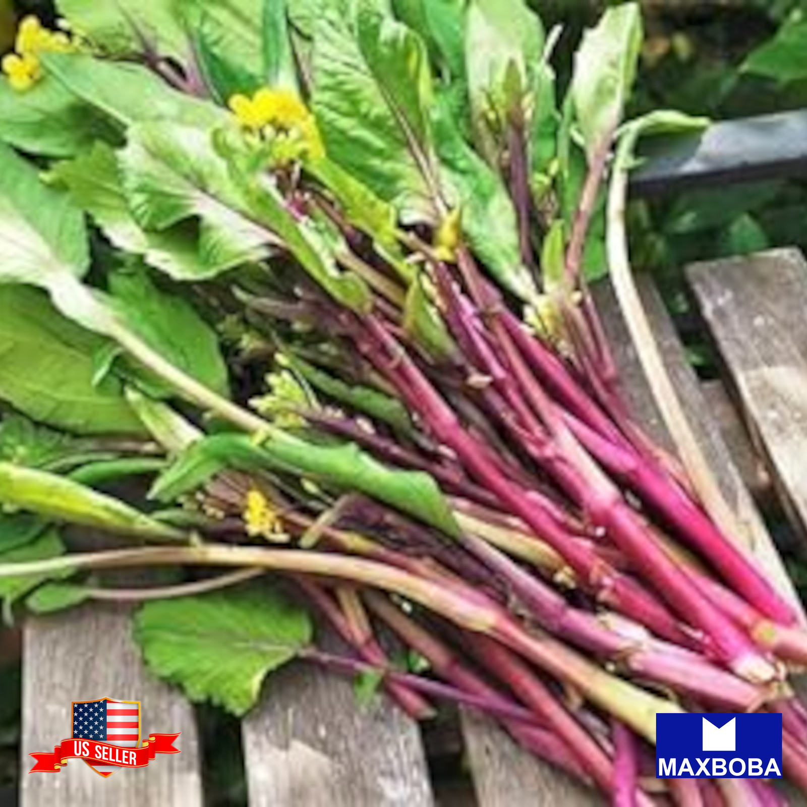 300 Yu Choy Sum Seeds Kosaitai Hon Tsai Tai Non-GMO Heirloom BOGO 50% OFF