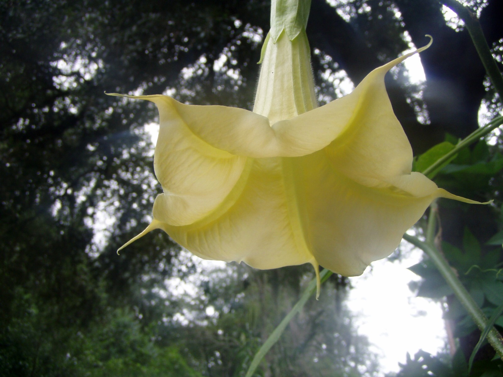 Brugmansia suaveolens Yellow Angel Trumpet 10 seeds