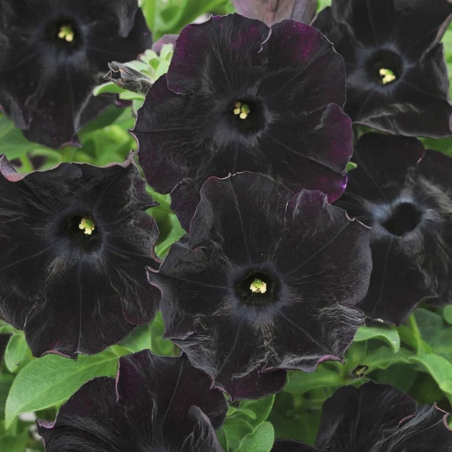 250 Count Mixed Petunia Hybrida Flower Seeds – Easy Care & High Yield