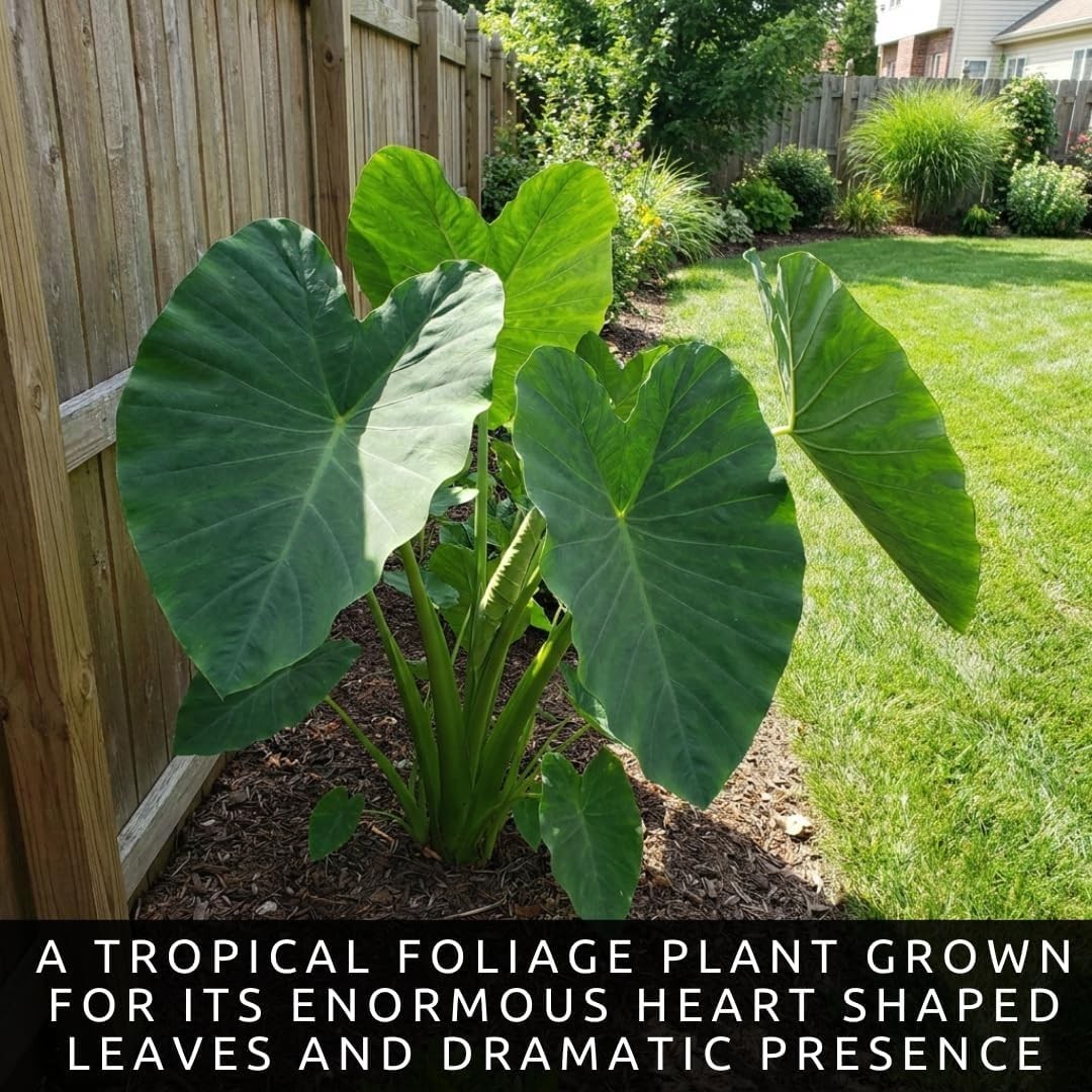 Organic Colocasia Esculenta Bulbs, Thrives in Full Sun and Produces Large Leaves