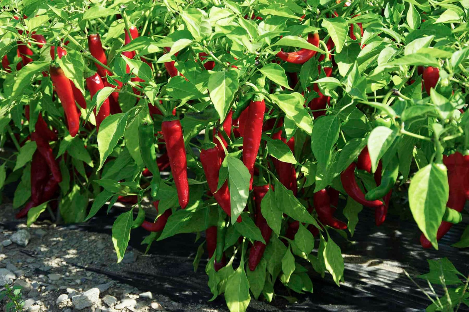Large Red Thick Cayenne Hot Pepper, 10 Seeds FREE SHIPPING!
