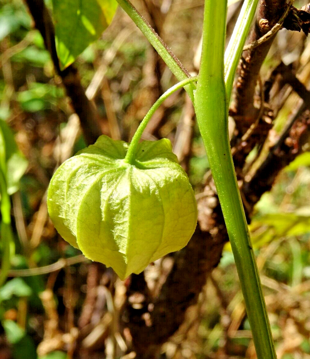 Virginia groundcherry Physalis virginiana Native Perennial Medicinal 25 seeds