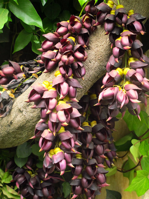Mucuna Sempervirens Rare Vine 1 seed, Ornamental Creeper Sea Bean