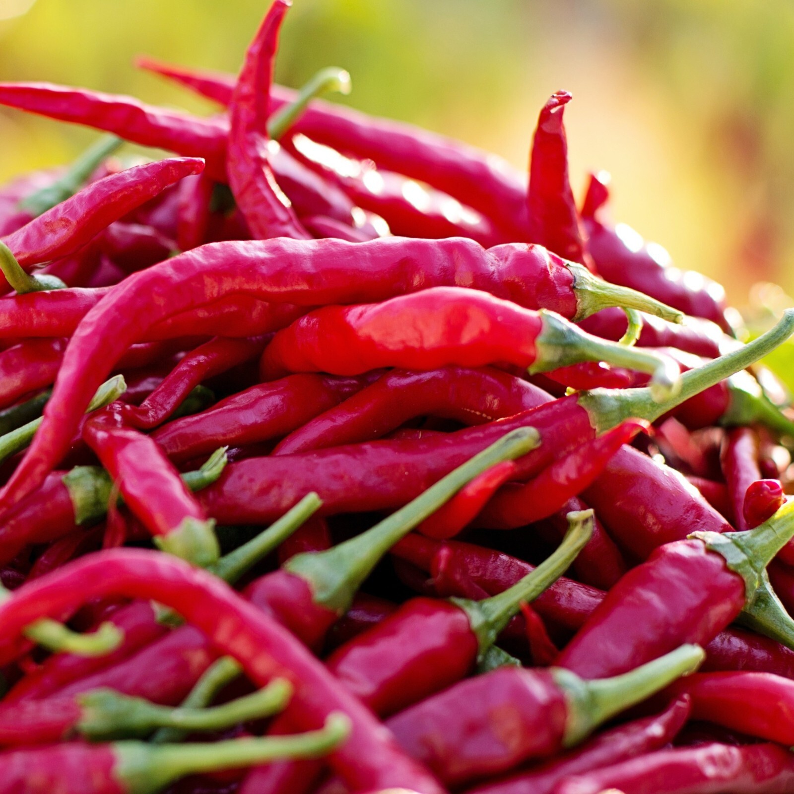 Cayenne Thin Pepper Seeds, Spicy Chili, Drying Variety, Non-GMO, Free Shipping