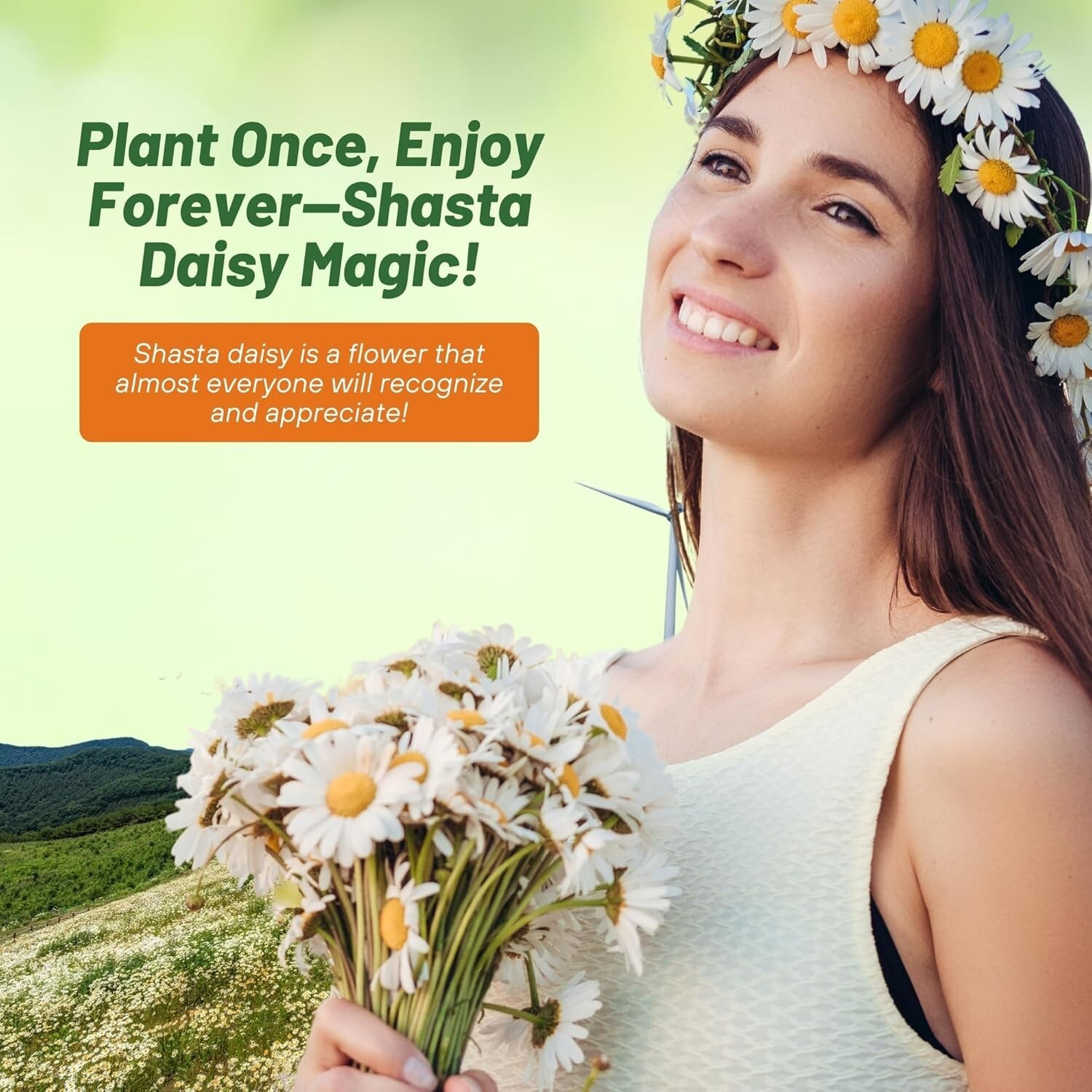GMO-Free Shasta Daisy Seeds – 1 Lb. of Drought-Tolerant, Beautiful White Blooms