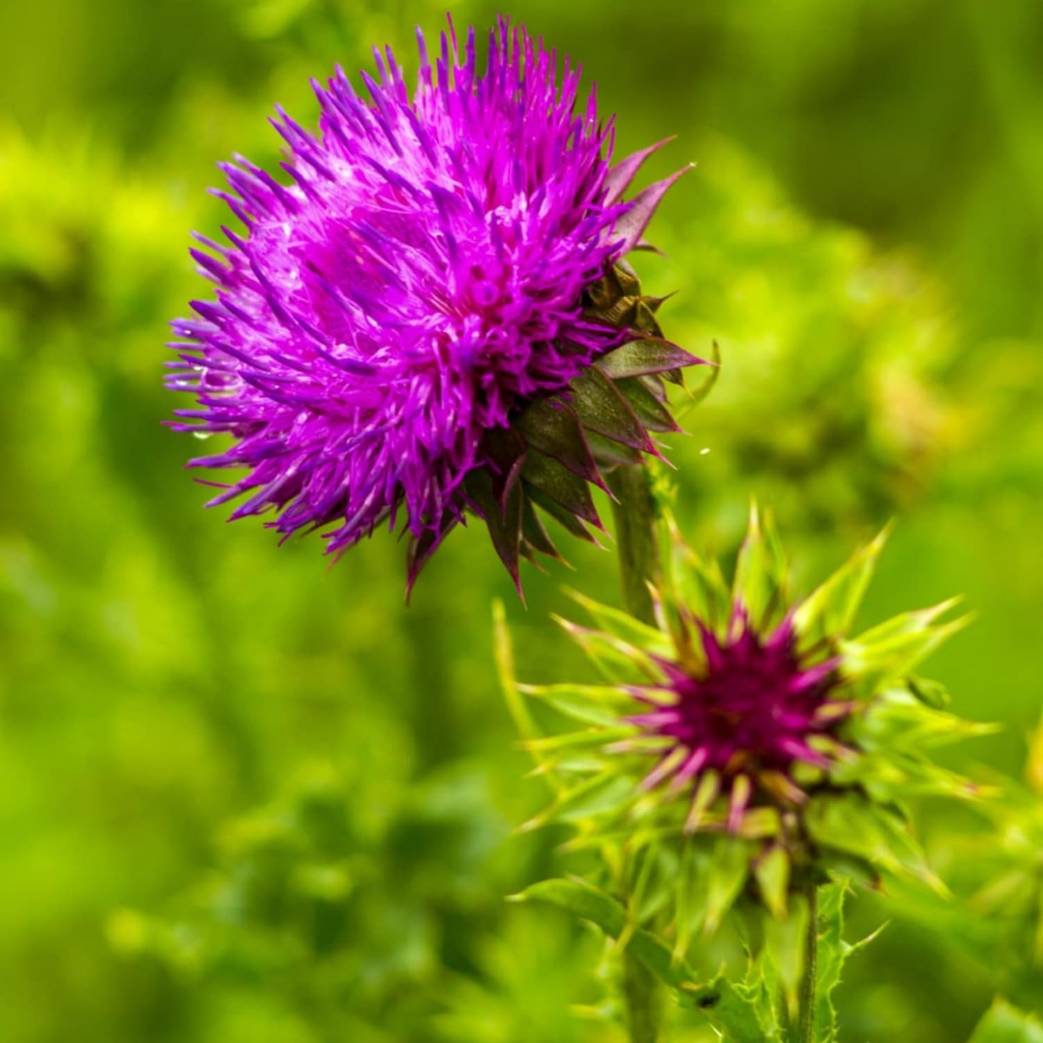 300 Milk Thistle Herb Seeds for Planting Annual Flowering Plant Beautiful Her…