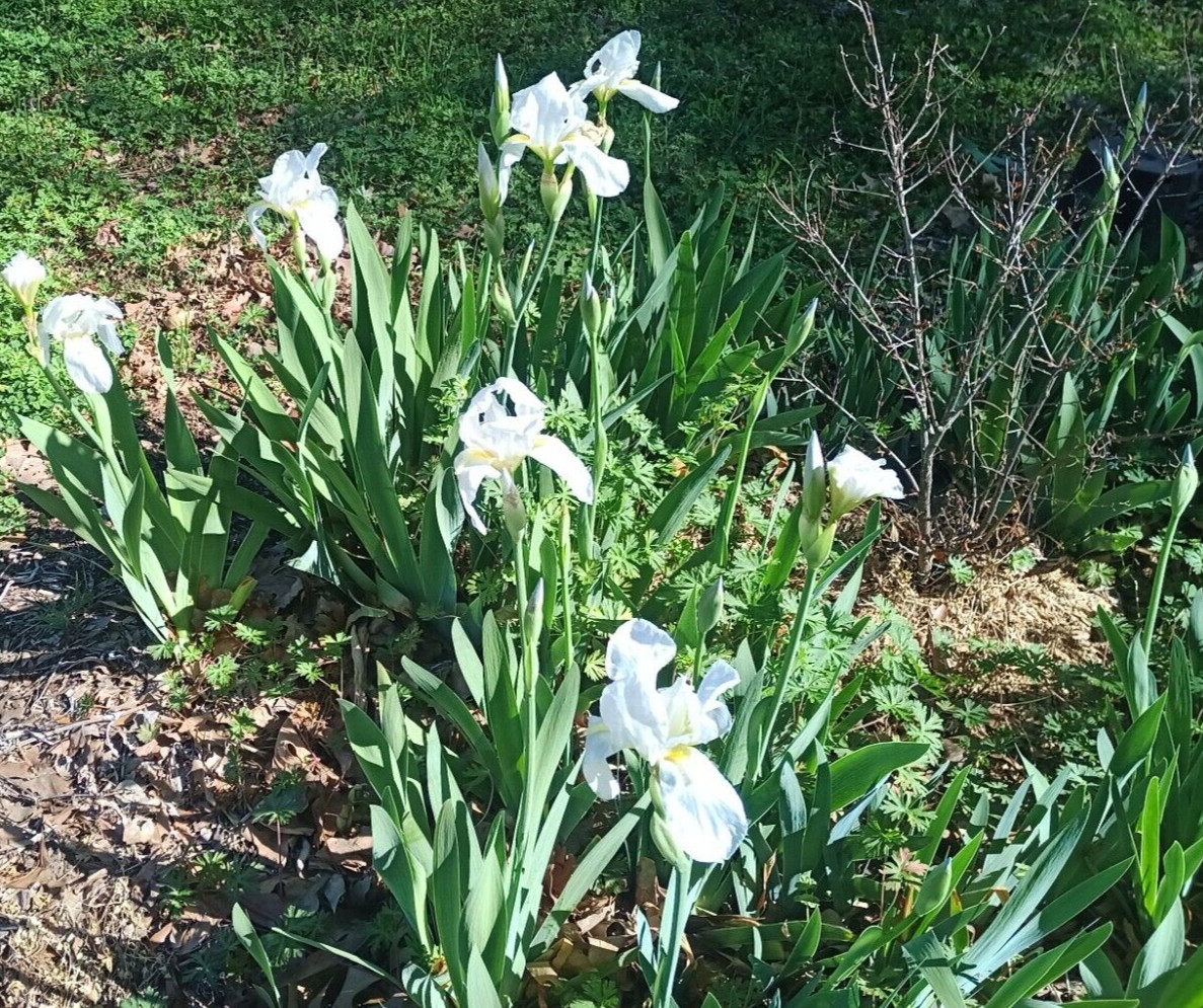 (10) WHITE TALL BEARDED IRIS RHIZOME LIVE ROOT GARDEN PLANTS LOVE SPRING FLOWERS