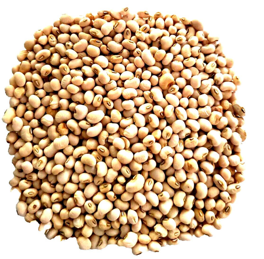 1/4 Lb. Sa Dandy Pea Seed