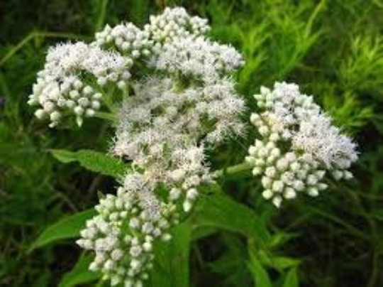 BONESET, 100, Eupatorium perfoliatum, Medicinal Herb, Perennial, Butterfly Plant