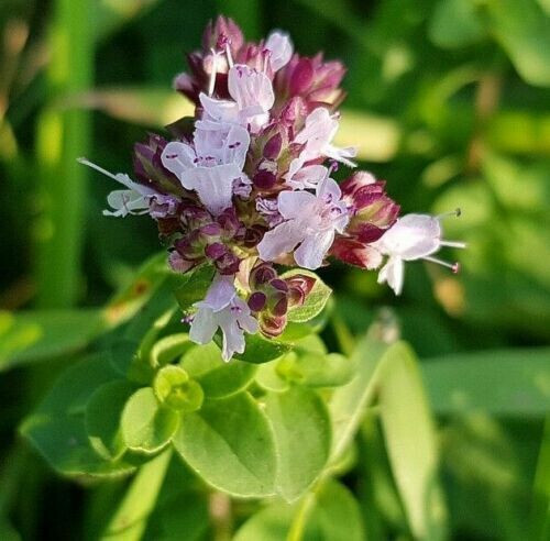SCARBOROUGH SEEDS 1000 Italian Oregano Seeds Herb Heirloom NON-GMO Fragrant Rare