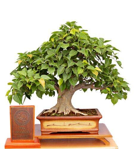 Sacred Fig Bonsai Tree Seeds – 25+ Seeds – Ficus Religiosa, Sacred Ficus Tree