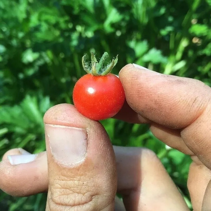 30+ Red Currant Tomato Seeds – Heirloom – Organic – NON GMO ————– FRESH