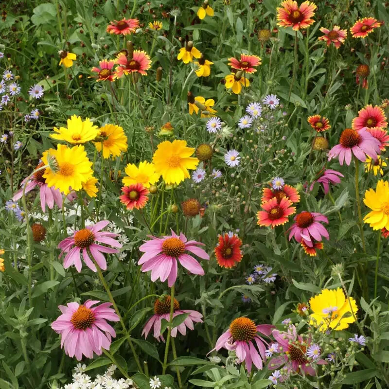Bee the Change Wildflower Bee mix