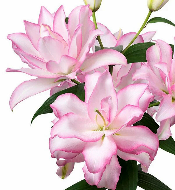 Pink Charm Daffodil 10 Mix Flower Bulbs Daffodils Butterfly Garden Fall Plant