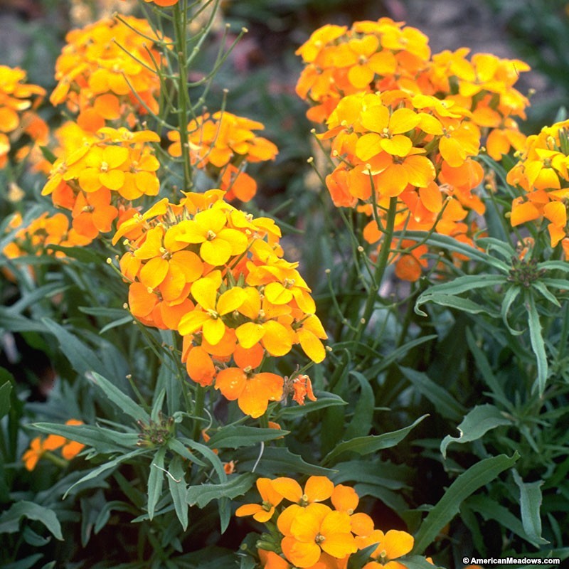 Siberian WALLFLOWER Seeds 1500+ HEIRLOOM Flower Seed Organic Heat Loving Drought