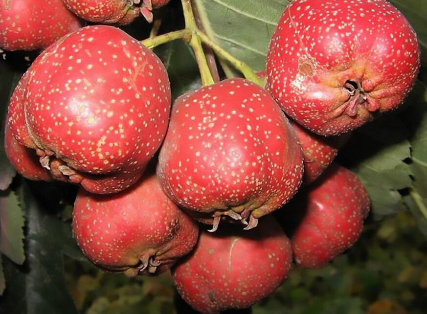 English Hawthorn, Crataegus laevigata, Tree Seeds (Edible, Hardy, Showy)