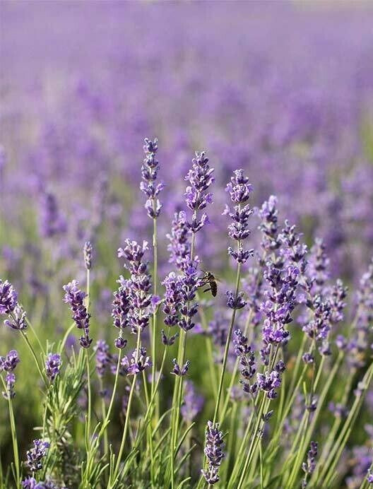 Lavender Seeds – Common English (aka Vera) – 250.mg