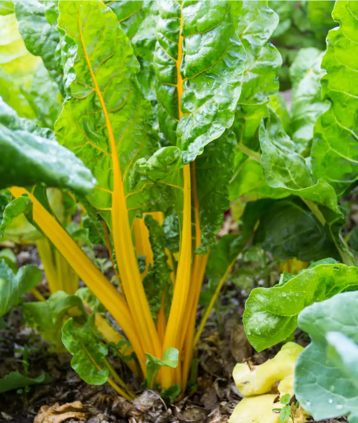 🌱Heirloom Canary Yellow Swiss Chard 100+ Seeds