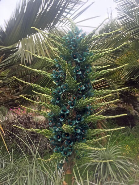 Puya alpestris | Sapphire Tower Bromeliad | 75 Seeds