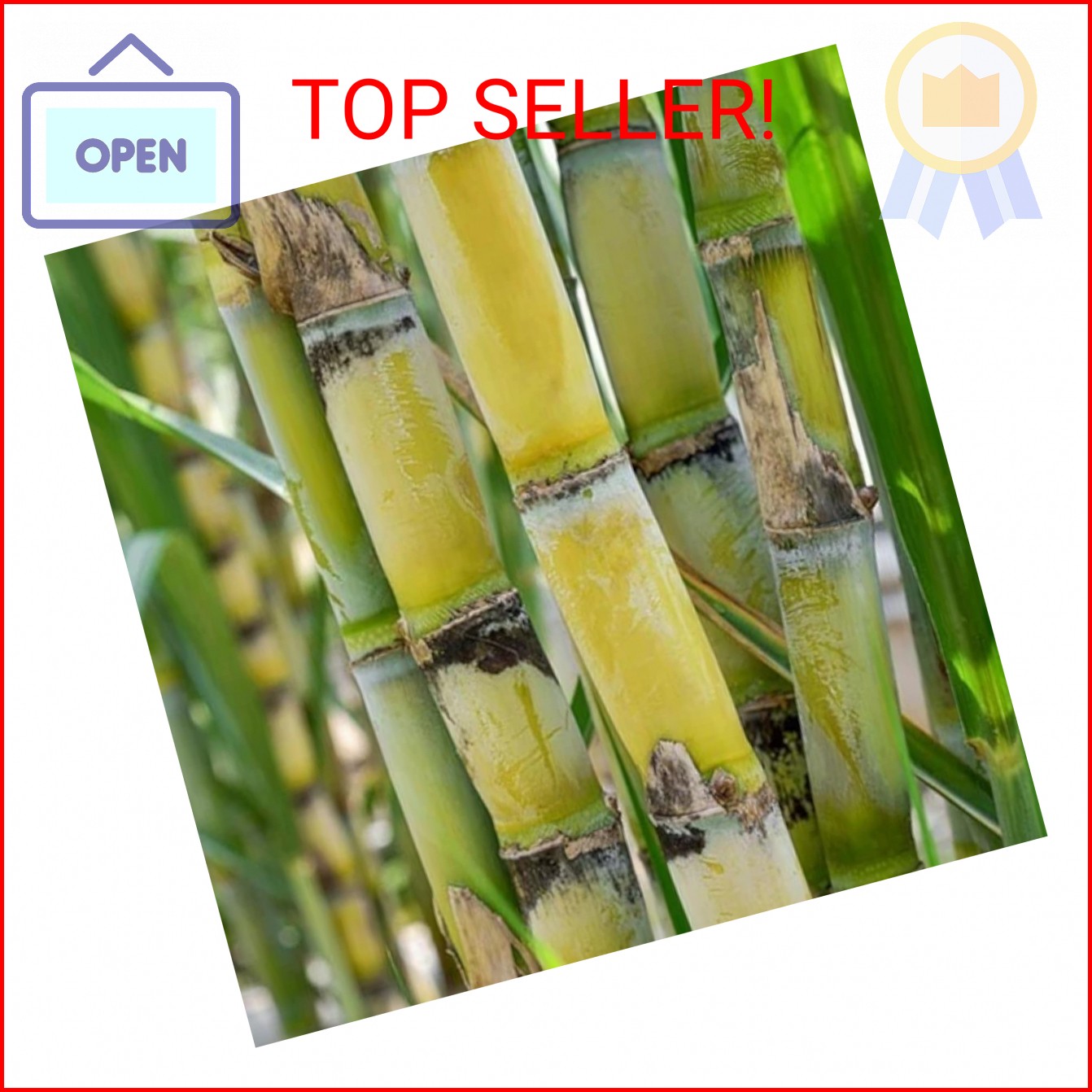 200 Sugarcane Seeds – Tropical Sweet Cane Plant Seeds for Home Garden, Outdoor G